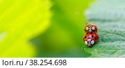 Two beetle ladybug copulate on the edge of a green leaf, shallow depth of field selective focus. Стоковое фото, фотограф Андрей С / Фотобанк Лори
