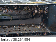 Colony of young  marine organisms, biofouling on floating anthropogenic debris (floating discarded plastic pallet) Стоковое фото, фотограф Евгений Харитонов / Фотобанк Лори