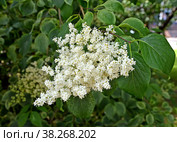 Белое соцветие сирени амурской (Syringa amurensis Rupr.) Стоковое фото, фотограф Ирина Борсученко / Фотобанк Лори