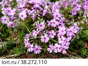 Creeping phlox. Стоковое фото, фотограф Юлия Бабкина / Фотобанк Лори