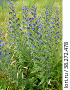 Синяк обыкновенный (Echium vulgare L.). Цветущие побеги. Стоковое фото, фотограф Ирина Борсученко / Фотобанк Лори