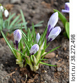 Цветущие весенние крокусы, сорт Pickwick ( Crocus L.) Стоковое фото, фотограф Ирина Борсученко / Фотобанк Лори
