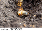 Larvae of Flower chafer or bronze beetle lies in the soil. Стоковое фото, фотограф Дмитрий Коростылев / Фотобанк Лори