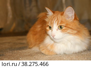 Рыжая кошка. Стоковое фото, фотограф Фотиния Куимова / Фотобанк Лори