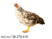 Рябая курица на белом фоне. Стоковое фото, фотограф Фотиния Куимова / Фотобанк Лори