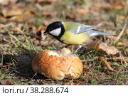 Большая синица (Parus major). Птица клюёт булочку среди травы. Стоковое фото, фотограф Григорий Писоцкий / Фотобанк Лори