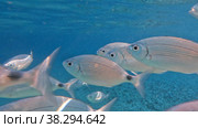 Sea fish in clear water. Стоковое видео, видеограф Данил Руденко / Фотобанк Лори