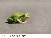 Close-up of a wild green frog on a gray background. Стоковое фото, фотограф Яна Королёва / Фотобанк Лори