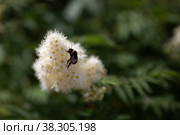 Шмель на белых пушистых цветах спиреи на размытом фоне. Стоковое фото, фотограф Борис Ряузов / Фотобанк Лори