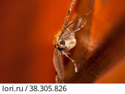 Gypsy Moth (Lymantria dispar) night moth sitting on the wall in the night. Стоковое фото, фотограф Константин Шашков / Фотобанк Лори