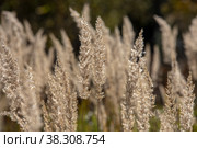 Dry grass in the field. Стоковое фото, фотограф Константин Шашков / Фотобанк Лори