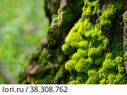 Moss. Стоковое фото, фотограф Константин Шашков / Фотобанк Лори