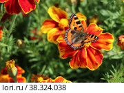 Бабочка сидит на красном цветке бархатки (Tagetes) Стоковое фото, фотограф Цибаев Алексей / Фотобанк Лори