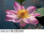 Pink flower of the lotus (Nelumbo nucifera) in the Volga river delta. Russia. Стоковое фото, фотограф Наталья Волкова / Фотобанк Лори