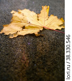 Big yellow maple withered leaf in autumn on the pavement in autumn. macro. Стоковое фото, фотограф Ирина Кротова / Фотобанк Лори