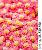 Small pink flowers ( Millefolium ) Стоковое фото, фотограф Ирина Кротова / Фотобанк Лори