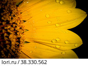 Sunflower in dew drops. macro. Стоковое фото, фотограф Ирина Кротова / Фотобанк Лори