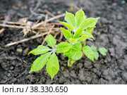 Eleutherococcus senticosus, Siberian ginseng new plant at spring, herbal medicine. Стоковое фото, фотограф Короленко Елена / Фотобанк Лори