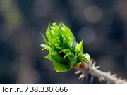 Eleutherococcus senticosus, Devil's shrub prickly twig with new leaves. Стоковое фото, фотограф Короленко Елена / Фотобанк Лори