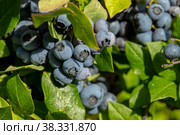 Blueberry branches. Стоковое фото, фотограф Константин Шашков / Фотобанк Лори