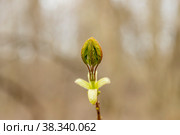 Maple sprout in spring. Стоковое фото, фотограф Константин Шашков / Фотобанк Лори