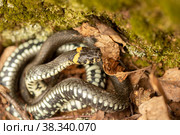 Snake creeping on leaves. Стоковое фото, фотограф Константин Шашков / Фотобанк Лори