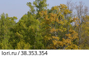 Екатерининский парк (Царское Село). Дубы на берегу пруда. Catherine Park (Tsarskoye Selo). Oaks on the pond bank. (2021 год). Редакционное видео, видеограф Евгений Романов / Фотобанк Лори