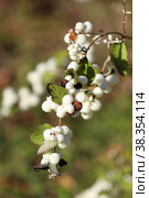 Symphoricarpos albus. The fruits of the snow white in autumn in the park. Стоковое фото, фотограф Григорий Писоцкий / Фотобанк Лори