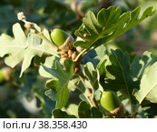 Молодые желуди. Пушистый дуб (лат. Quercus pubescens) достигает в высоту 18 метров. Растет в лесах нижнего пояса на южных склонах гор. Южный берег Крыма. Стоковое фото, фотограф Сергей Елизарьев / Фотобанк Лори