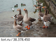 Wild greylag goose in city. Стоковое фото, фотограф Юлия Бабкина / Фотобанк Лори