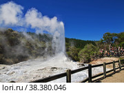 Wai-o-tapu / New Zealand - 18 Dec 2018: Lady knox geyser in wai-o-tapu thermal park, New Zealand. Стоковое фото, фотограф Сергей Стрелков / Фотобанк Лори
