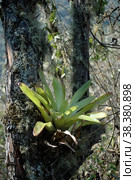 Epiphyten parasite plant Tree Dschungle Sky Bolivia. Стоковое фото, фотограф Andreas Muth-Hegener / Фотобанк Лори