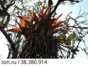 Epiphyten parasite plant Tree Dschungle Sky Bolivia. Стоковое фото, фотограф Andreas Muth-Hegener / Фотобанк Лори