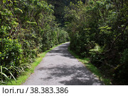 Nature of Franz Josef glacier, New Zealand. Стоковое фото, фотограф Сергей Стрелков / Фотобанк Лори