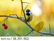 A bluebird bird sits on a prickly branch with red berries on a blurry autumn background. Стоковое фото, фотограф Игорь Кляхин / Фотобанк Лори