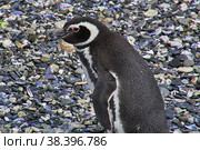 Penguins on the island in Beagle channel close Ushuaia city, Tierra del Fuego, Argentina (2019 год). Стоковое фото, фотограф Сергей Стрелков / Фотобанк Лори