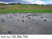 Penguins on the island in Beagle channel close Ushuaia city, Tierra del Fuego, Argentina (2019 год). Стоковое фото, фотограф Сергей Стрелков / Фотобанк Лори