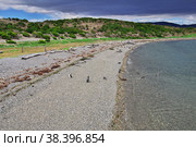 Penguins on the island in Beagle channel close Ushuaia city, Tierra del Fuego, Argentina (2019 год). Стоковое фото, фотограф Сергей Стрелков / Фотобанк Лори