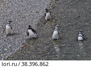 Penguins on the island in Beagle channel close Ushuaia city, Tierra del Fuego, Argentina (2019 год). Стоковое фото, фотограф Сергей Стрелков / Фотобанк Лори