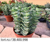 Crassula perforata is a succulent plant. Стоковое фото, фотограф Irina Opachevsky / Фотобанк Лори