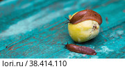 Close-up of the Spanish slug Arion lusitanicus on a green apple. Big slimy brown snails crawling around the garden. The invasion damages the leaves and crops. Collection of invasive species. Стоковое фото, фотограф Photojuli / Фотобанк Лори