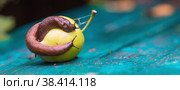Close-up of the Spanish slug Arion lusitanicus on a green apple. Big slimy brown snails crawling around the garden. The invasion damages the leaves and crops. Collection of invasive species. Стоковое фото, фотограф Photojuli / Фотобанк Лори