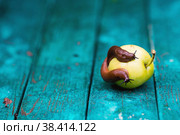 Close-up of the Spanish slug Arion lusitanicus on a green apple. Big slimy brown snails crawling around the garden. The invasion damages the leaves and crops. Collection of invasive species. Стоковое фото, фотограф Photojuli / Фотобанк Лори