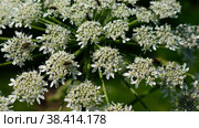 Close-up video of Pleurospermum uralense, the flowering plant from family Apiaceae in natural environment. Стоковое видео, видеограф Сергей Пристяжнюк (Serg Zastavkin) / Фотобанк Лори