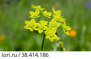Володушка золотистая / Video of Bupleurum aureum, belonging to the family Apiaceae in natural subalpine environment. Стоковое видео, видеограф Сергей Пристяжнюк (Serg Zastavkin) / Фотобанк Лори