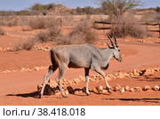 Eland Elenantelope Namibia Africa Red Sand Contrast Portrait. Стоковое фото, фотограф Andreas Muth-Hegener / Фотобанк Лори