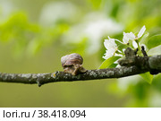 Snail Muller glides on a flowering branch of a pear. Large white mollusk snails with a brown striped shell crawling over vegetables and greens. Pest in the farmer's garden. Стоковое фото, фотограф Photojuli / Фотобанк Лори
