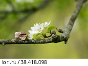 Snail Muller glides on a flowering branch of a pear. Large white mollusk snails with a brown striped shell crawling over vegetables and greens. Pest in the farmer's garden. Стоковое фото, фотограф Photojuli / Фотобанк Лори