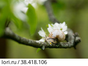 Snail Muller glides on a flowering branch of a pear. Large white mollusk snails with a brown striped shell crawling over vegetables and greens. Pest in the farmer's garden. Стоковое фото, фотограф Photojuli / Фотобанк Лори