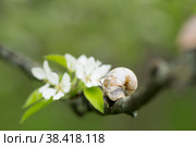 Snail Muller glides on a flowering branch of a pear. Large white mollusk snails with a brown striped shell crawling over vegetables and greens. Pest in the farmer's garden. Стоковое фото, фотограф Photojuli / Фотобанк Лори